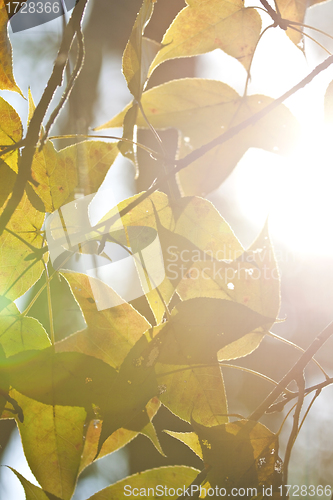 Image of Green leaves under sunlight