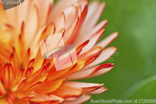 Image of Orange flower petals, close-up shot.