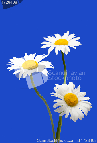 Image of White chamomiles isolated on blue background 