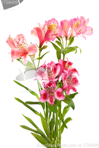 Image of Bouquet of lilies