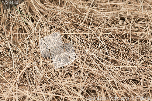 Image of Weed texture on the ground