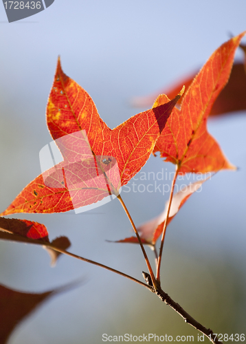 Image of Red leaves under blue sky in autumn