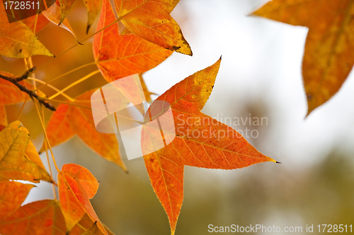 Image of Red leaves background in forest