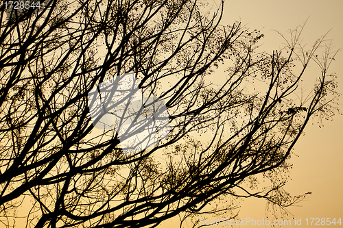 Image of Autumn tree branches at sunset
