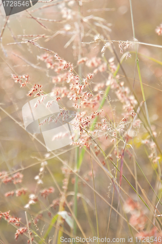 Image of Grasses with pink flowers under sunset