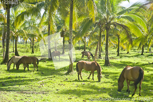 Image of Herd of horses
