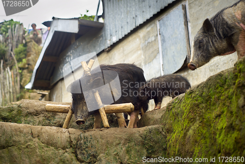 Image of Black pigs