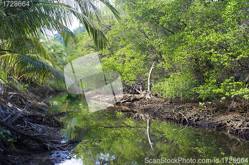 Image of Mangrove forest 