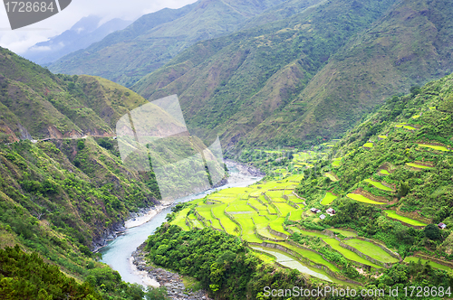 Image of Rice terrace