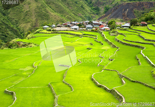 Image of Rice terrace