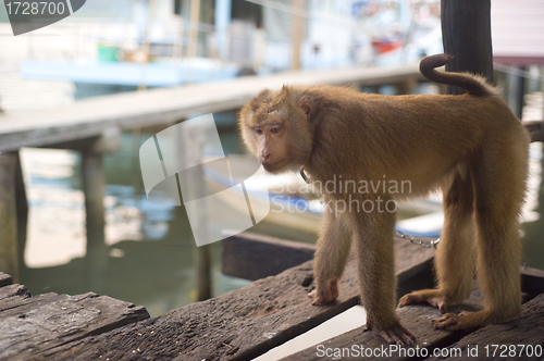 Image of Sad monkey 