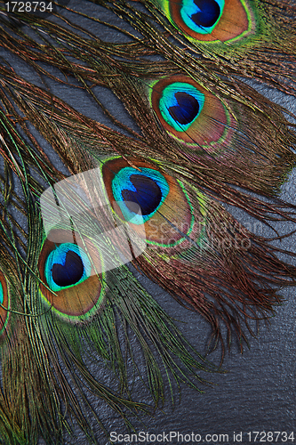 Image of Beautiful exotic peacock feather eyes