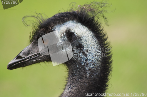 Image of emu