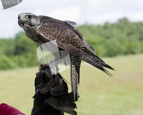 Image of falcon on hand