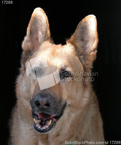 Image of German Shepherd Portrait