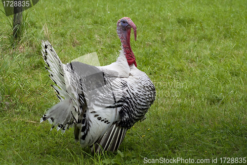 Image of male turkey