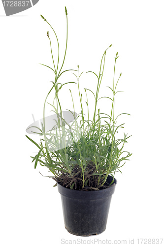 Image of lavander in pot