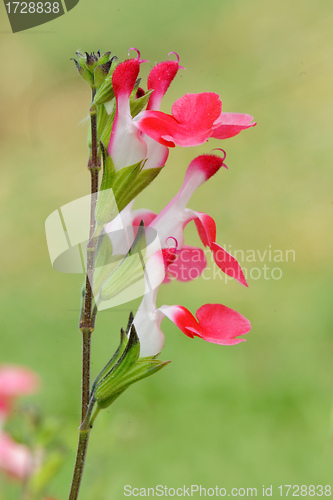 Image of Salvia microphylla Hot Lips