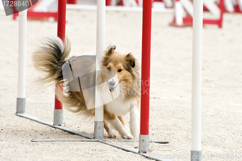 Image of shetland in agility