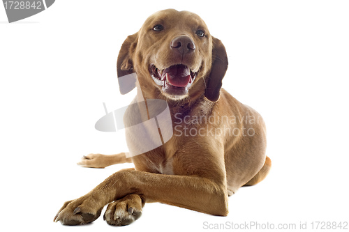 Image of vizsla