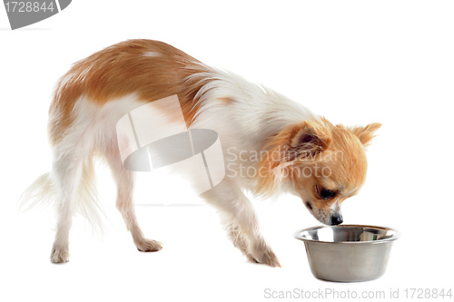 Image of puppy chihuahua and food bowl