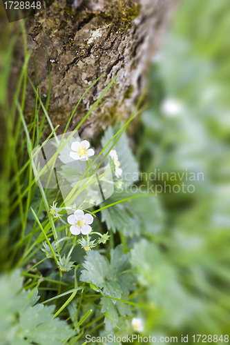 Image of wild strawberry