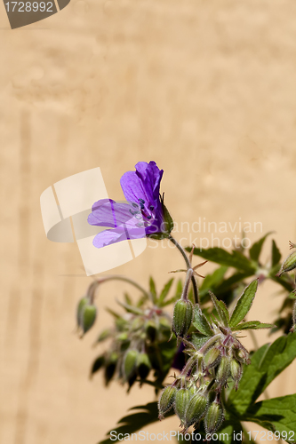 Image of wood cranesbill