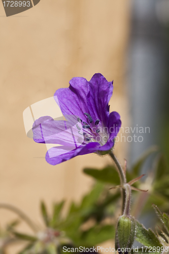 Image of geranium sylvaticum