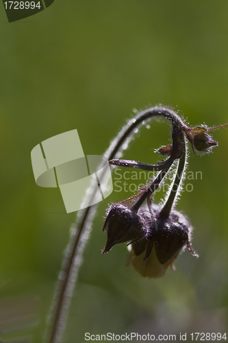 Image of geum rivale