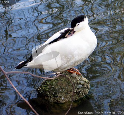 Image of Sleepy duck. Nicosia. Cyprus