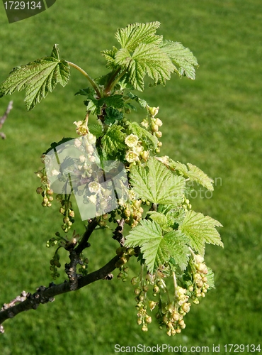 Image of Red currant flowers