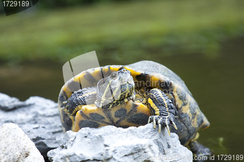 Image of Tortoise on stone taking rest