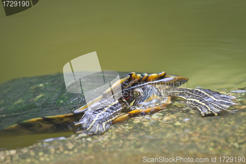 Image of Tortrise in the water