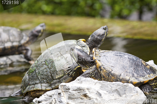 Image of Tortoises on stone