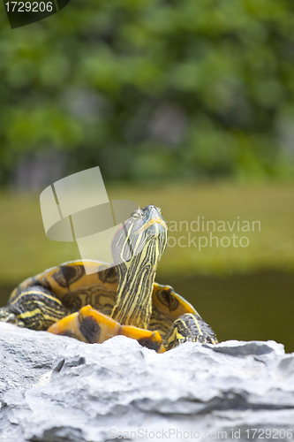 Image of Tortoise on stone relaxing