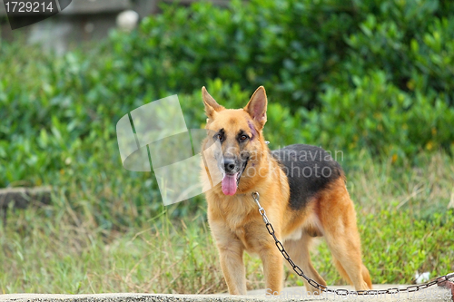 Image of Mongrel dog