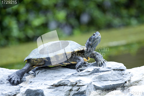 Image of Tortoise on stone taking rest