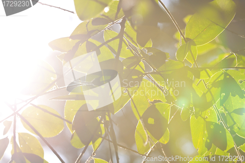 Image of Green leaves background with sunlight