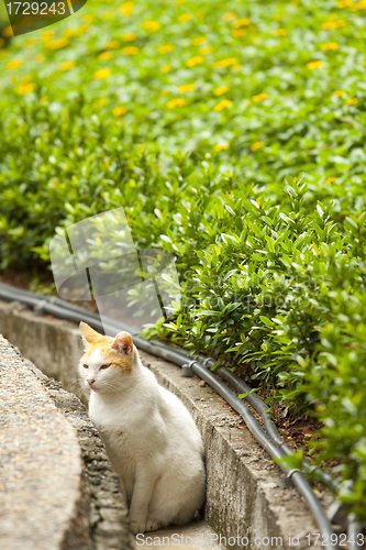 Image of A cat in countryside