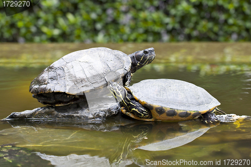 Image of Tortoises on stone