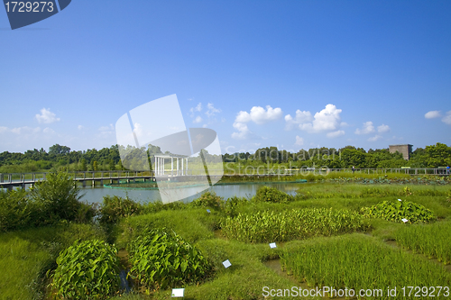 Image of Hong Kong Wetland Park