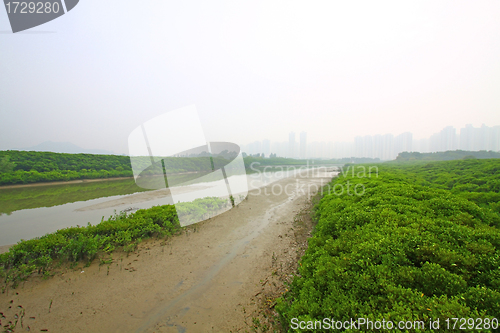 Image of Wetland in Hong Kong 