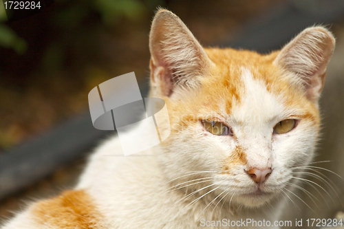 Image of Cat, close-up shot.