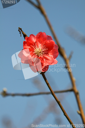 Image of Cherry blossom in spring time