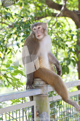 Image of Monkey looking in wild environment