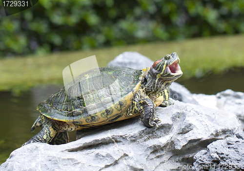 Image of Tortoise on stone opening its mouth