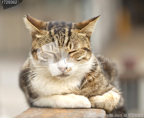 Image of Sleeping cat, close-up shot.