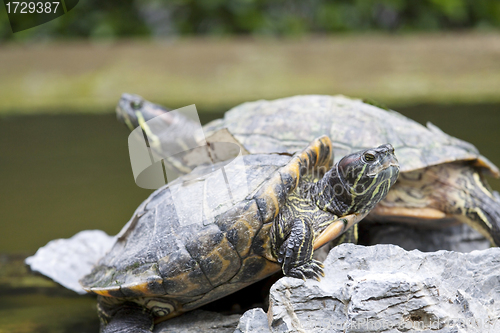 Image of Close-up of tortoises