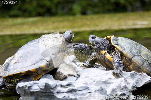 Image of Tortoises on stone taking rest