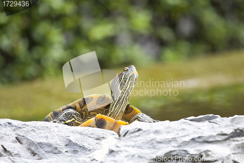 Image of Tortoise on stone